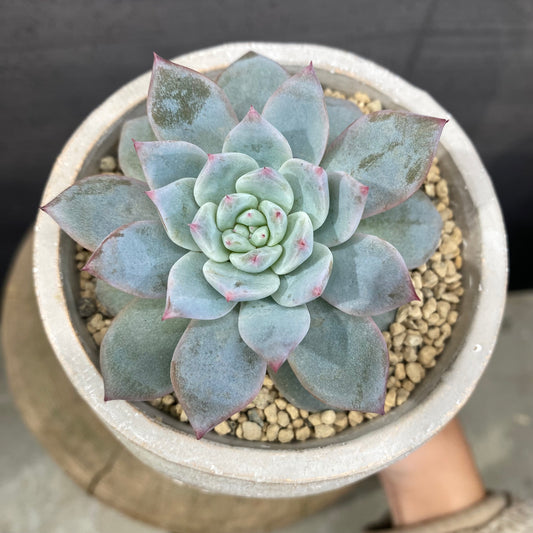 エケベリア E・ブルーバード ガールポットA