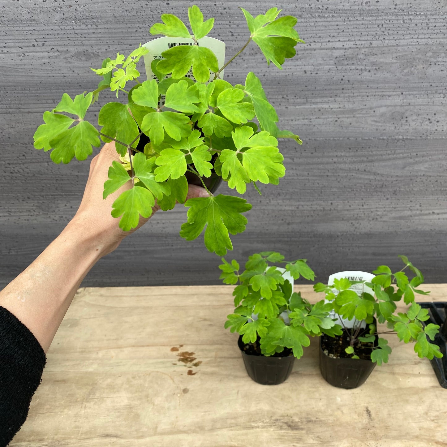 アクレイギア アーリーバード 3号苗ポット 3色セット