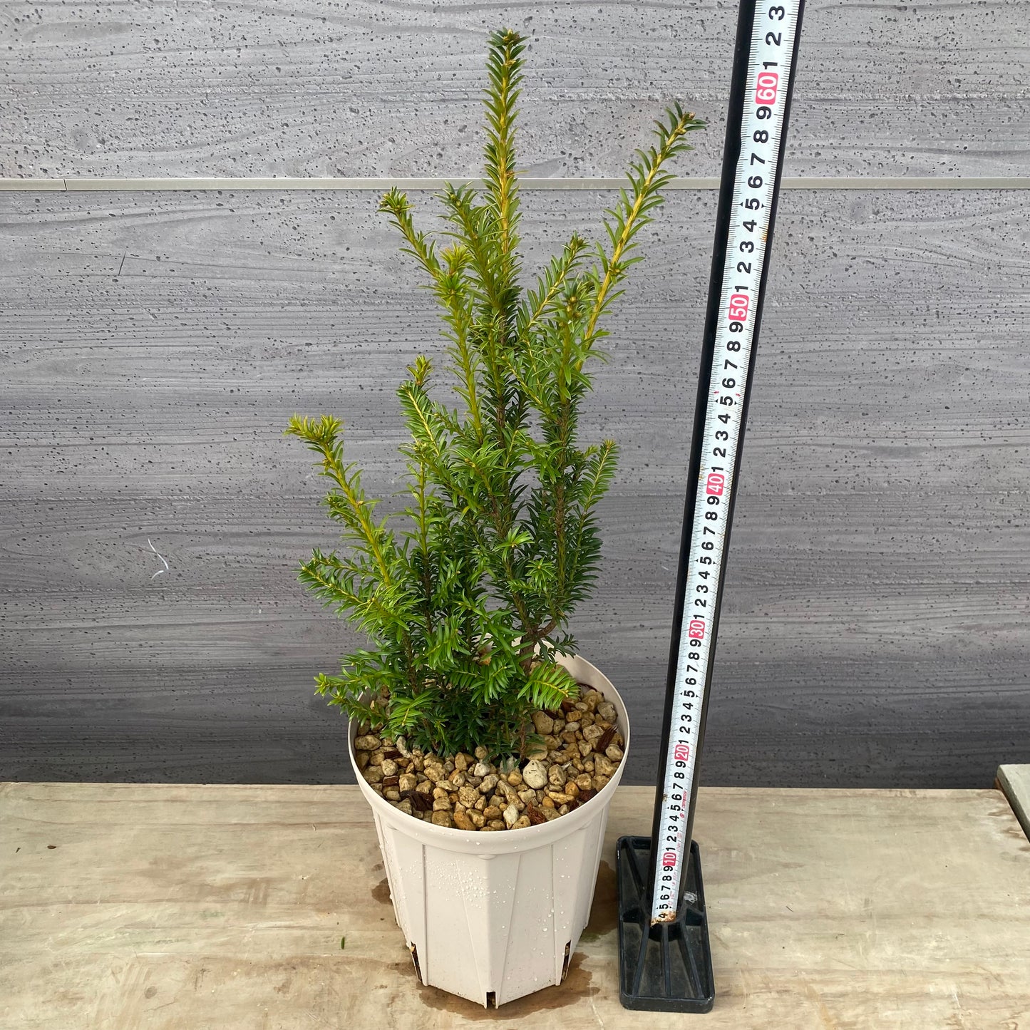 ヨーロッパイチイ ゴールドストライク 6号スリット鉢/オリジナル色