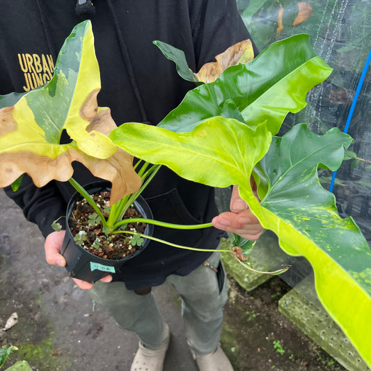 URBAN JUNGLE特集★U06 フィロデンドロン アンジェラ 5号鉢