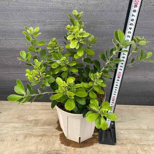 ピットスポルム クラッシフォリウム 6号スリット鉢/オリジナル色