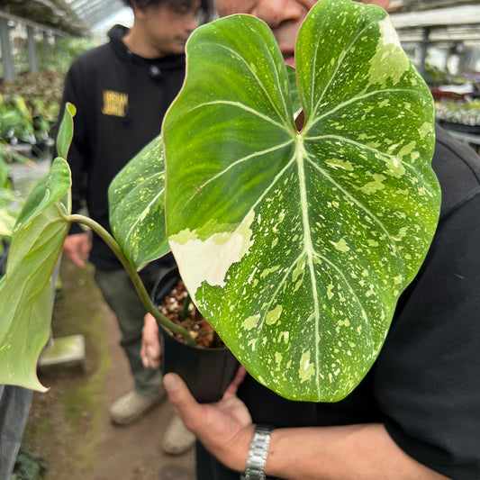 URBAN JUNGLE特集★U32 フィロデンドロン グロリオーサム斑入り