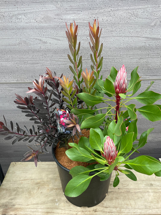 寄せ植え キングプロテアリトルプリンス/リュウカデンドロンデュリフ/リュウカデンドロンサファリサンセット 10号鉢