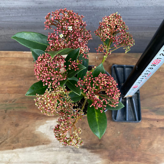 市場仕入れ即売会 No.25073 深山スキミア ピンクドワーフ 3号鉢