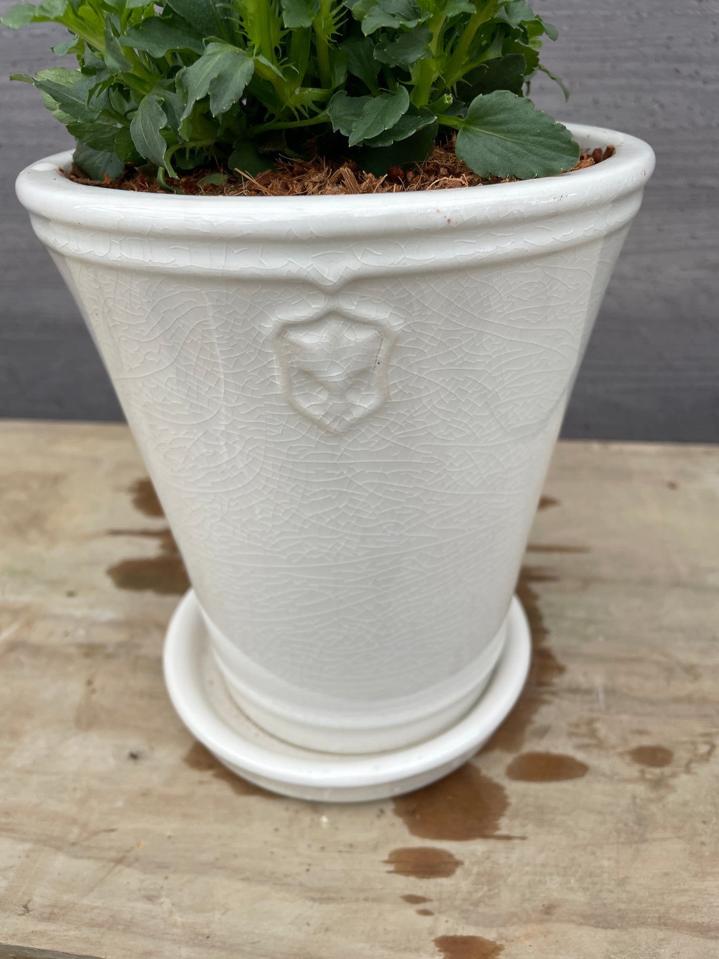 ビオラ 陶器鉢(花郷園さんオリジナル)