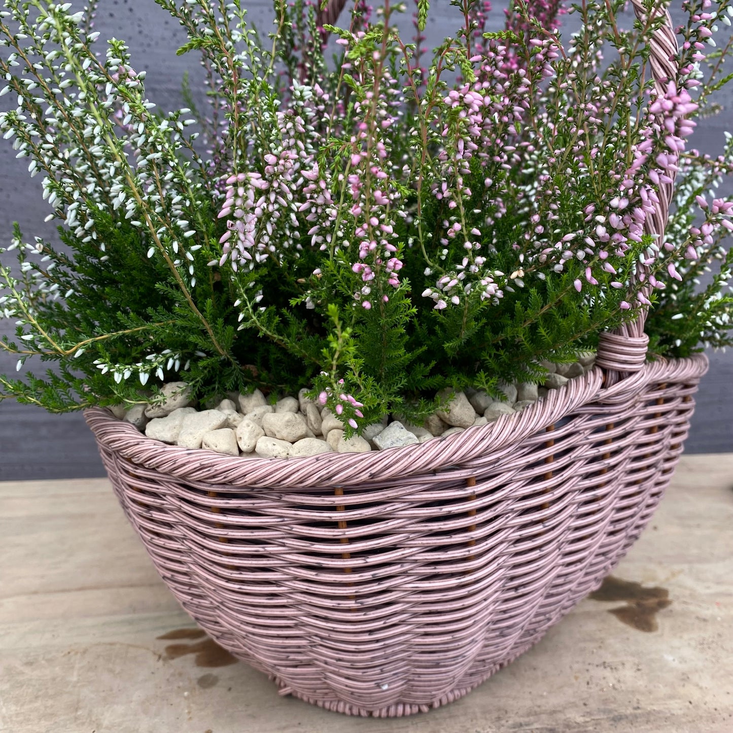 社長植栽★ カルーナ ガーデンガールズ6ポット寄せ植え 手付きバスケットピンク