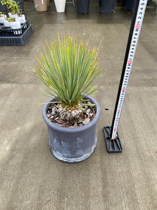 農場創業祭 No.26064 ユッカ ロストラータ 陶器鉢