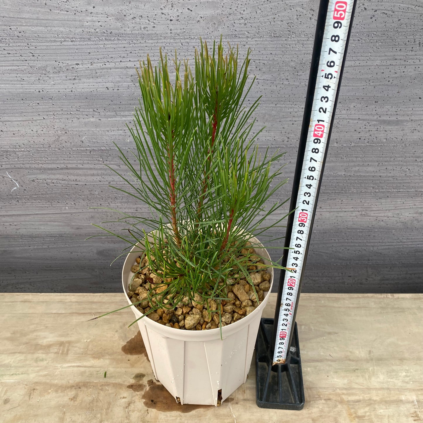 オーラックス ブロンズヘイズ 6号スリット鉢/オリジナル色