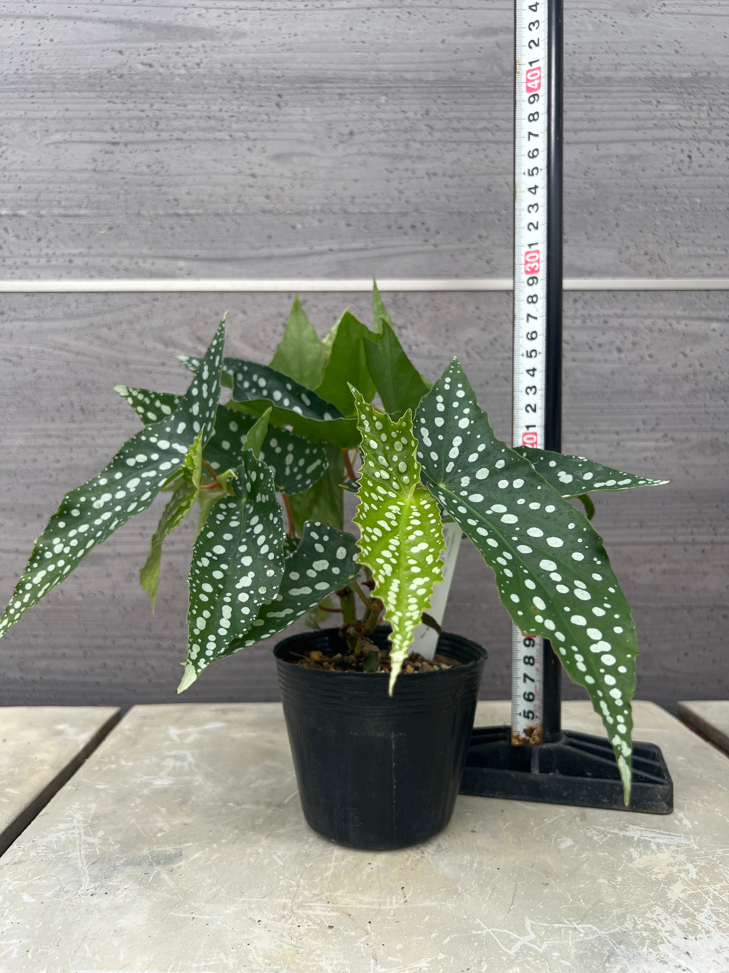 花郷園☆木立性ベゴニア My special Angel 3.5号苗ポット – 植物家族