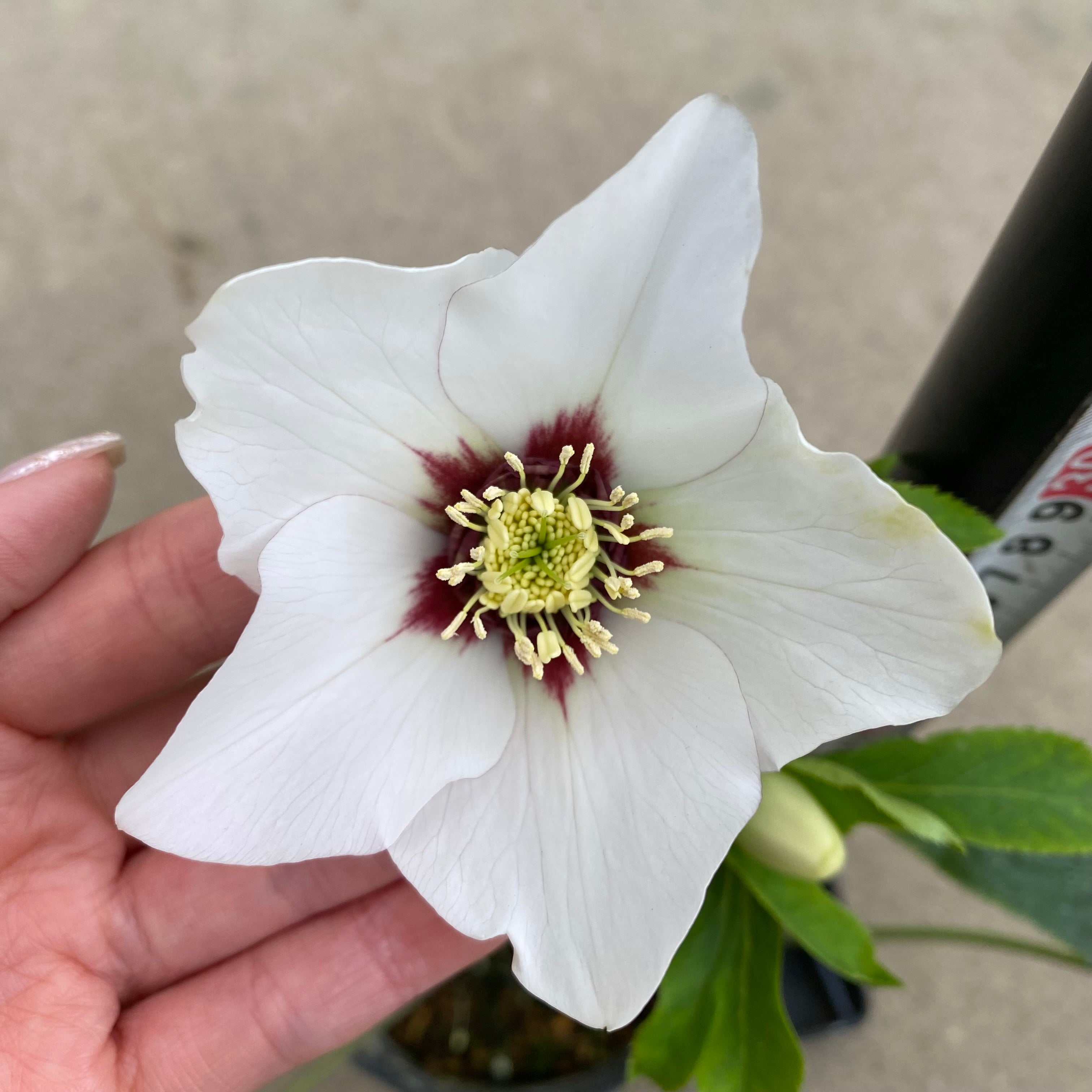 ㉖-86クリスマスローズ 20046 クリスマスローズ シングル咲き 3.5号苗ポット – 植物家族