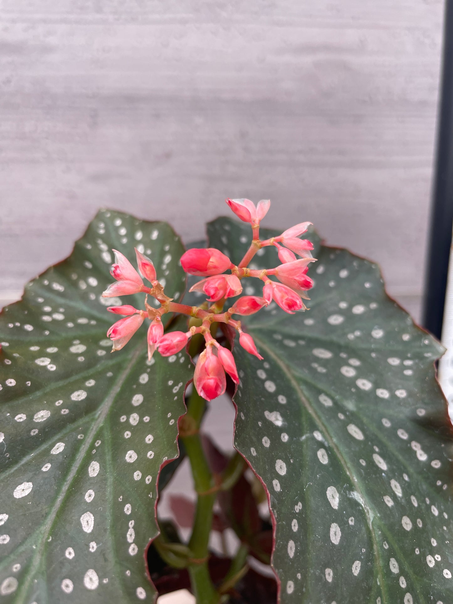 花郷園★木立性ベゴニア Pink Freckles 6号ポット植替え済み