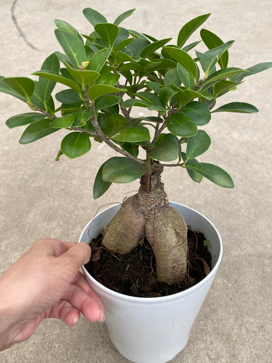 No.28006 ガジュマル 5号鉢