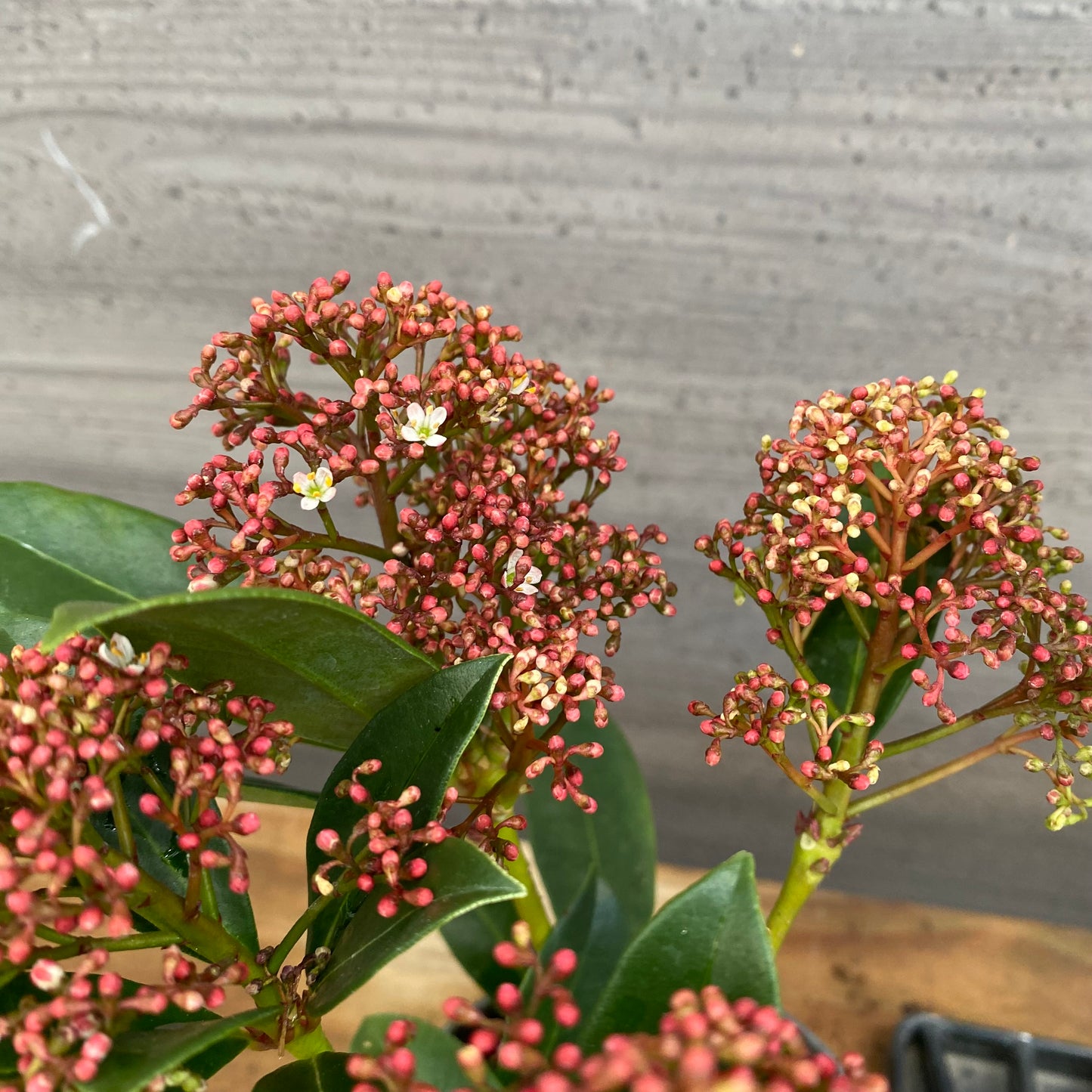 市場仕入れ即売会 No.25073 深山スキミア ピンクドワーフ 3号鉢