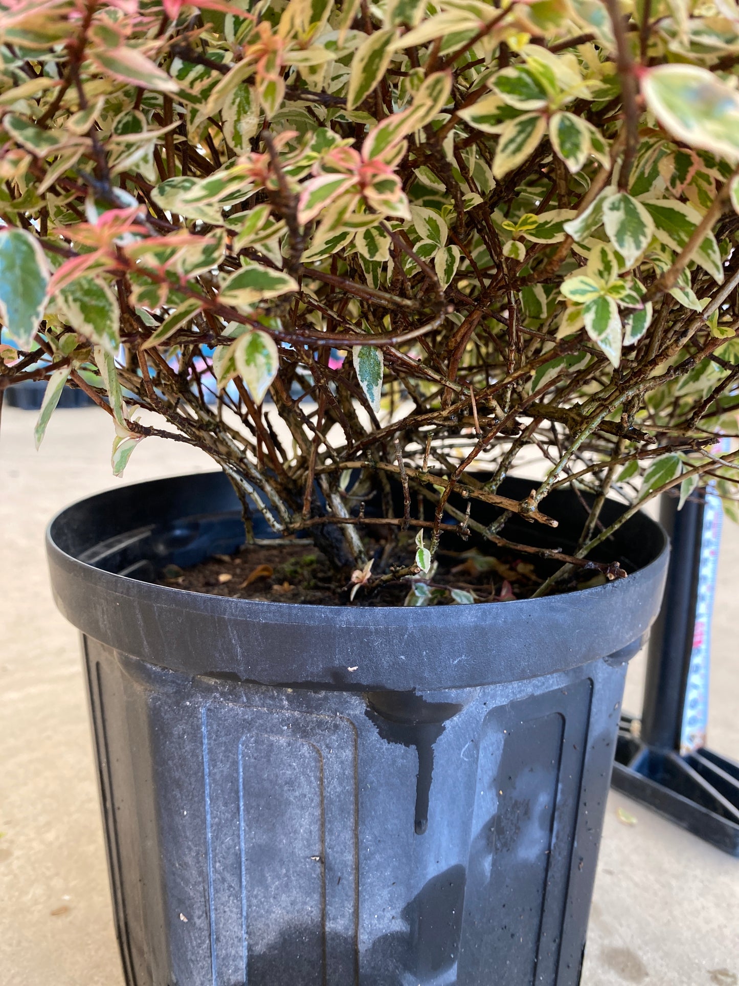 岡本緑花特集 アベリア トリカラーチャーム 7号鉢