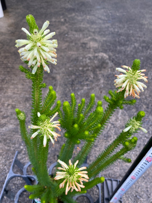 農場創業祭 No.26075 エリカ セシリフローラ 3.5号苗ポット