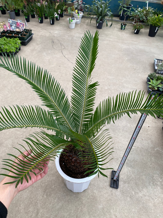 No.28031 ソテツ 10号鉢