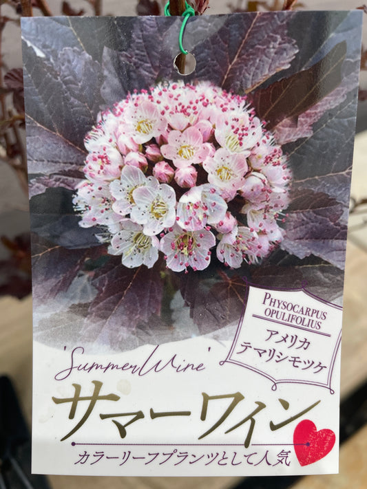 No.10030 アメリカテマリシモツケ サマーワイン 5号鉢