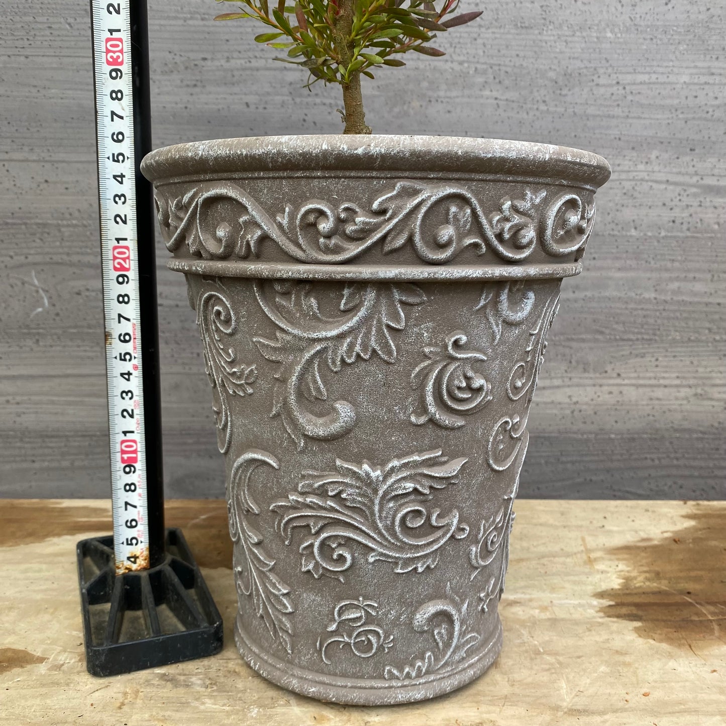 No.12017 リュウカデンドロン ジャックハーレー グレープラ鉢