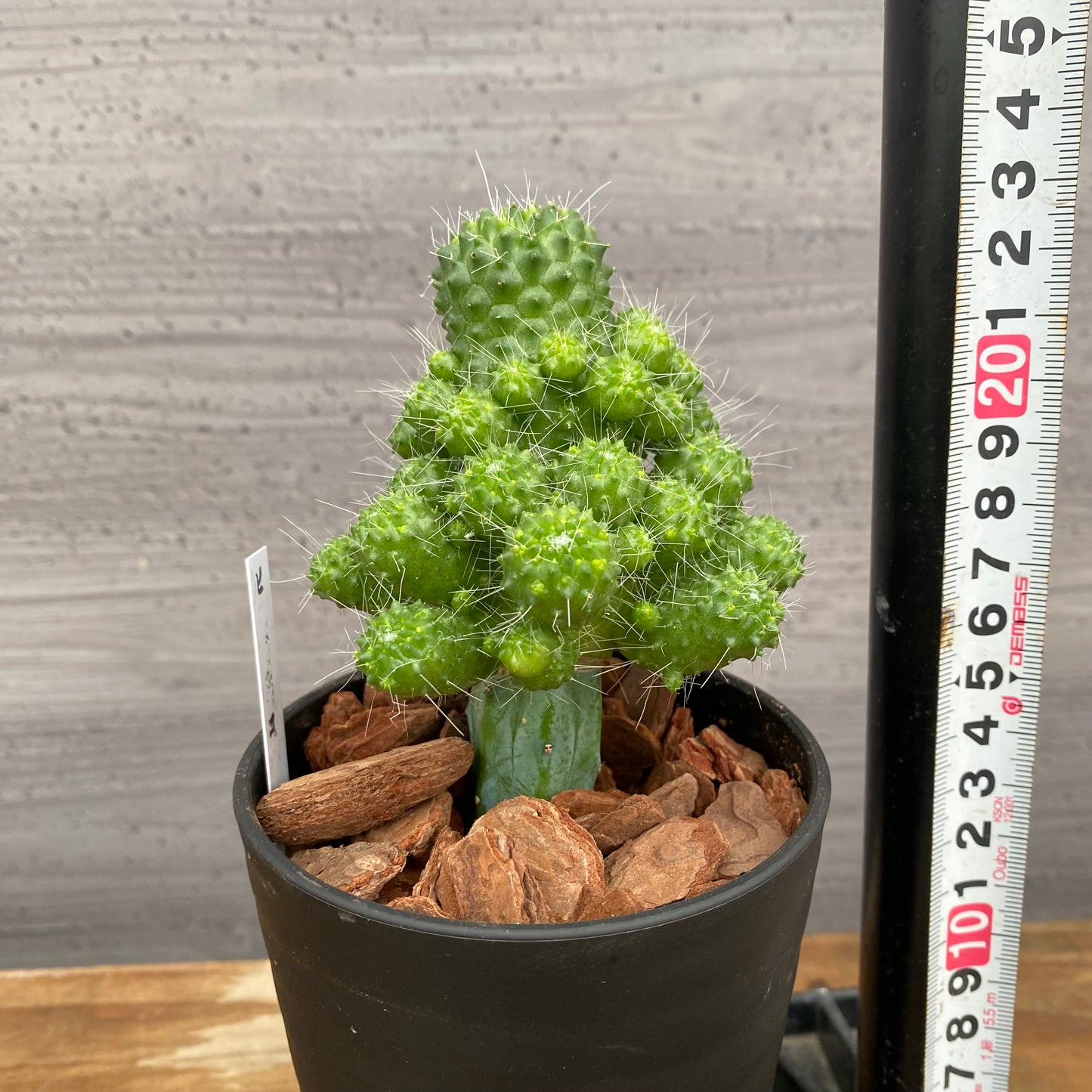 市場仕入れ即売会 No.25060 サボテン接ぎ木F 3号鉢