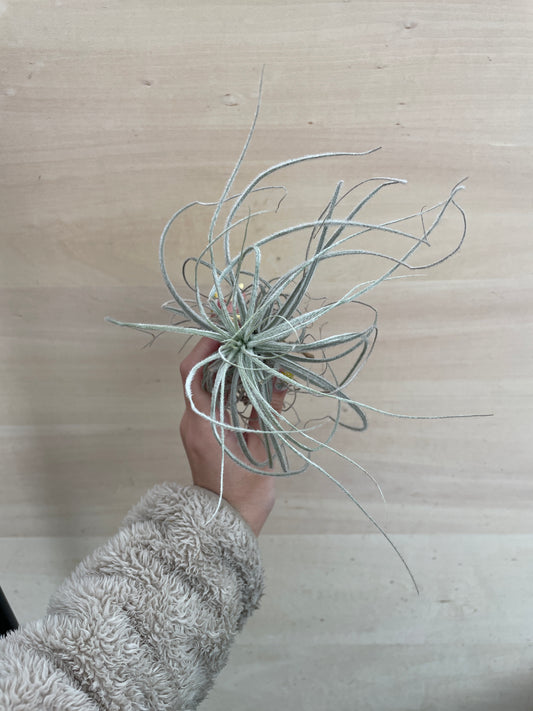 M02 ティランジア テクトラム