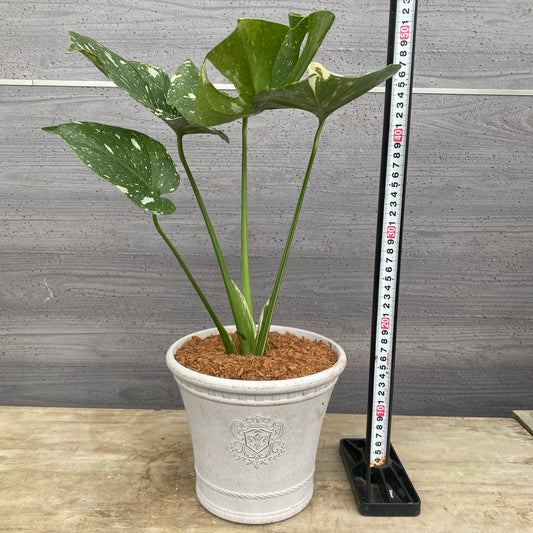 No.23009 モンステラ タイコンステレーション 斑入り 白プラ鉢