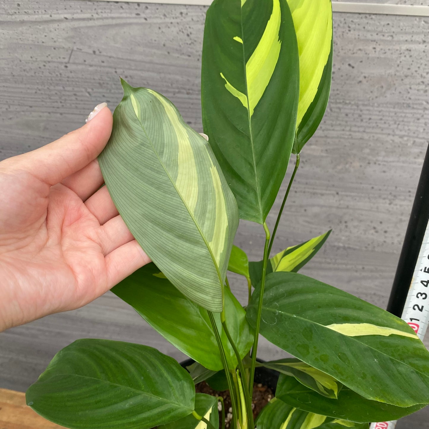 市場仕入れ即売会 No.25040 カラテア ルベルシアーナ 5号鉢