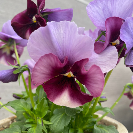 No.07022 ビオラ スリットポット