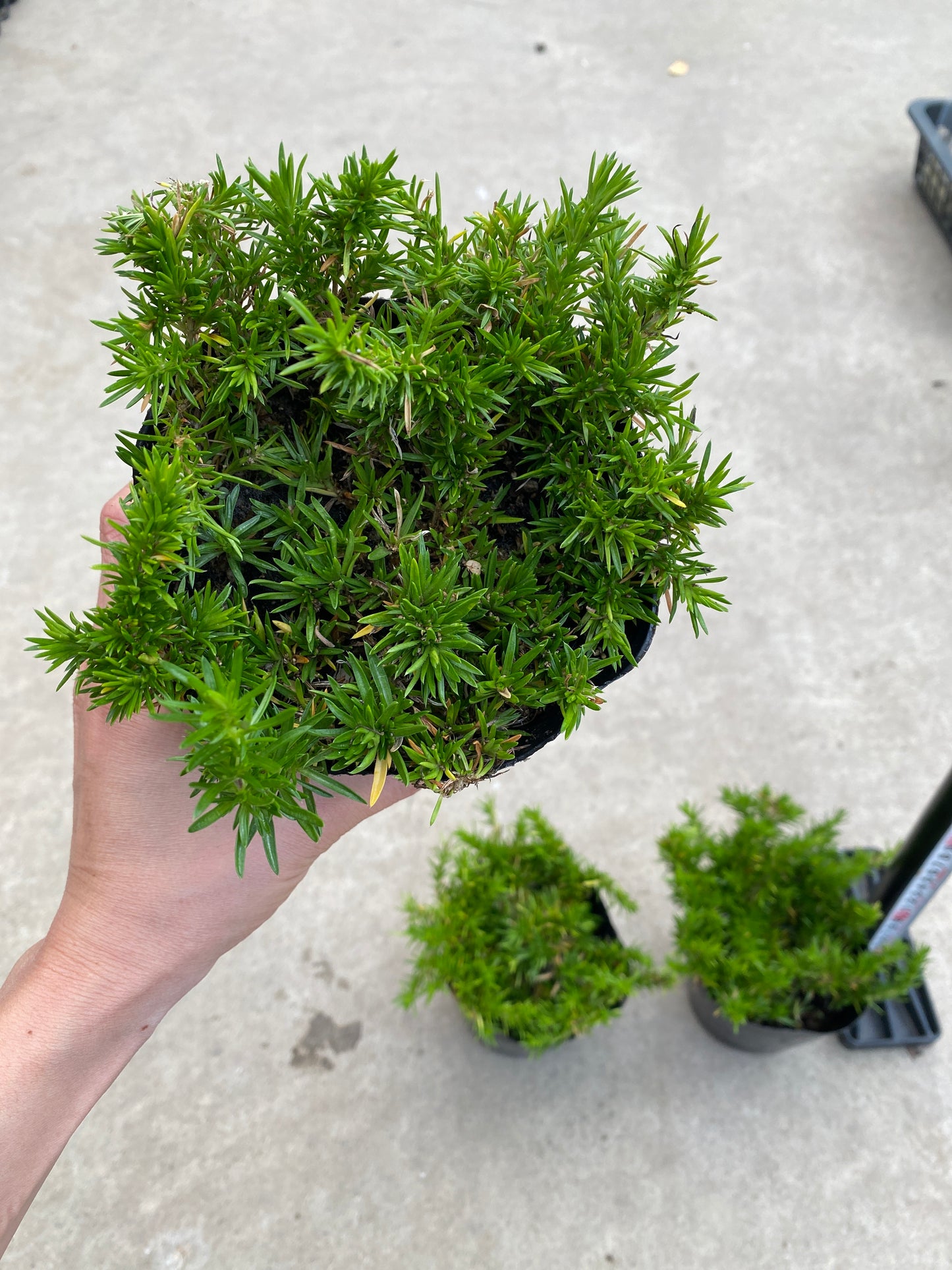 No.28044 どえりゃーひろぎゃる芝桜 ダニエルクッション 4号苗ポット 3ポットセット