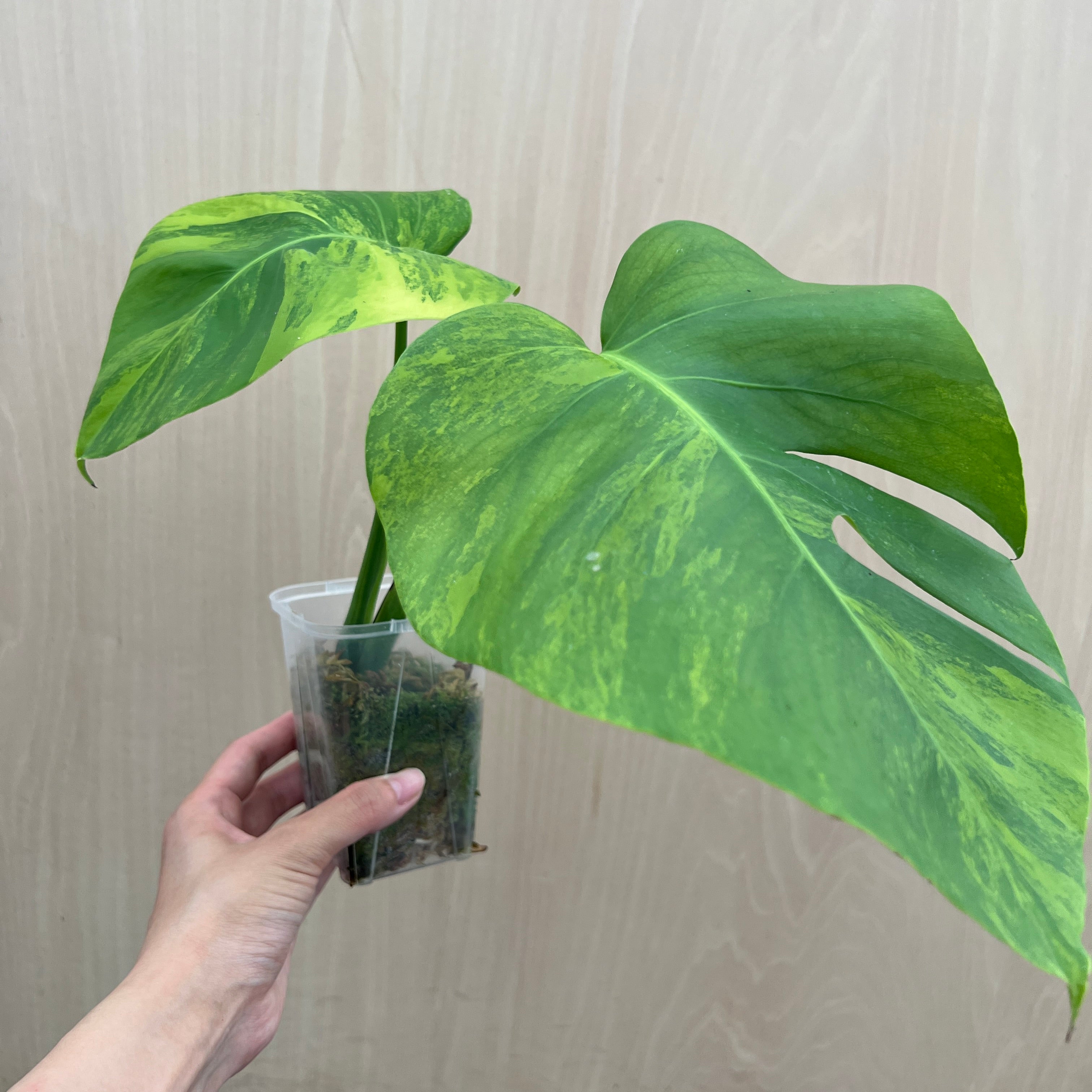 No.21069 モンステラ オーレア 茎挿し – 植物家族