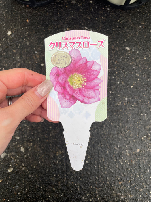 M20 クリスマスローズ ダブル咲き ピンクスポット系 5号鉢