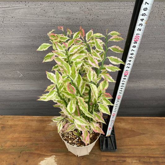 市場仕入れ即売会 No.25016 ペディランサス 5号鉢