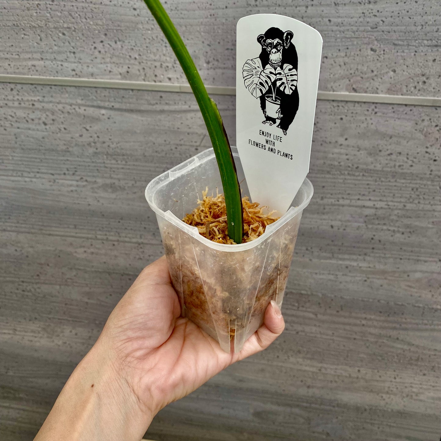 モンステラ オーレア 枝切水苔仕立て 3号鉢