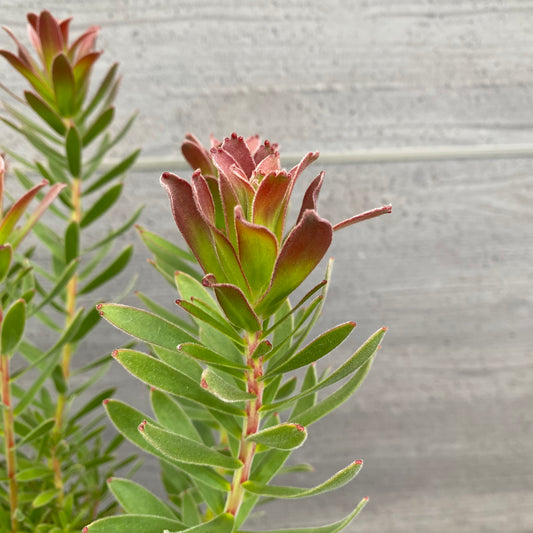 No.12028 ミメティス クラッカージャックレッド ホワイトゴールドプラ鉢