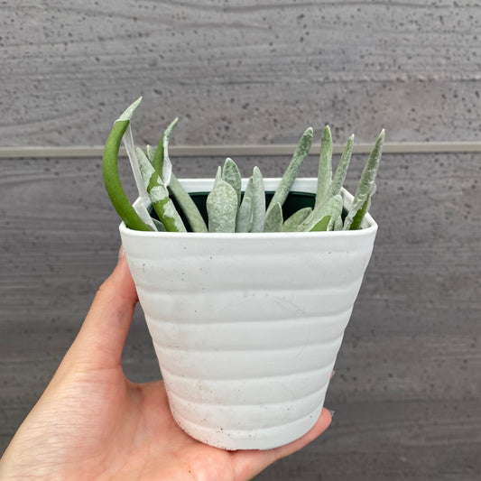 No.08002 多肉植物 5点セット