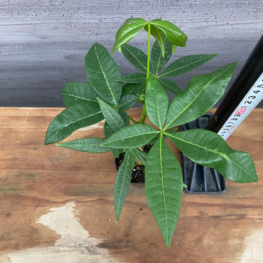 市場仕入れ即売会 No.25017 実生パキラ 2号苗ポット