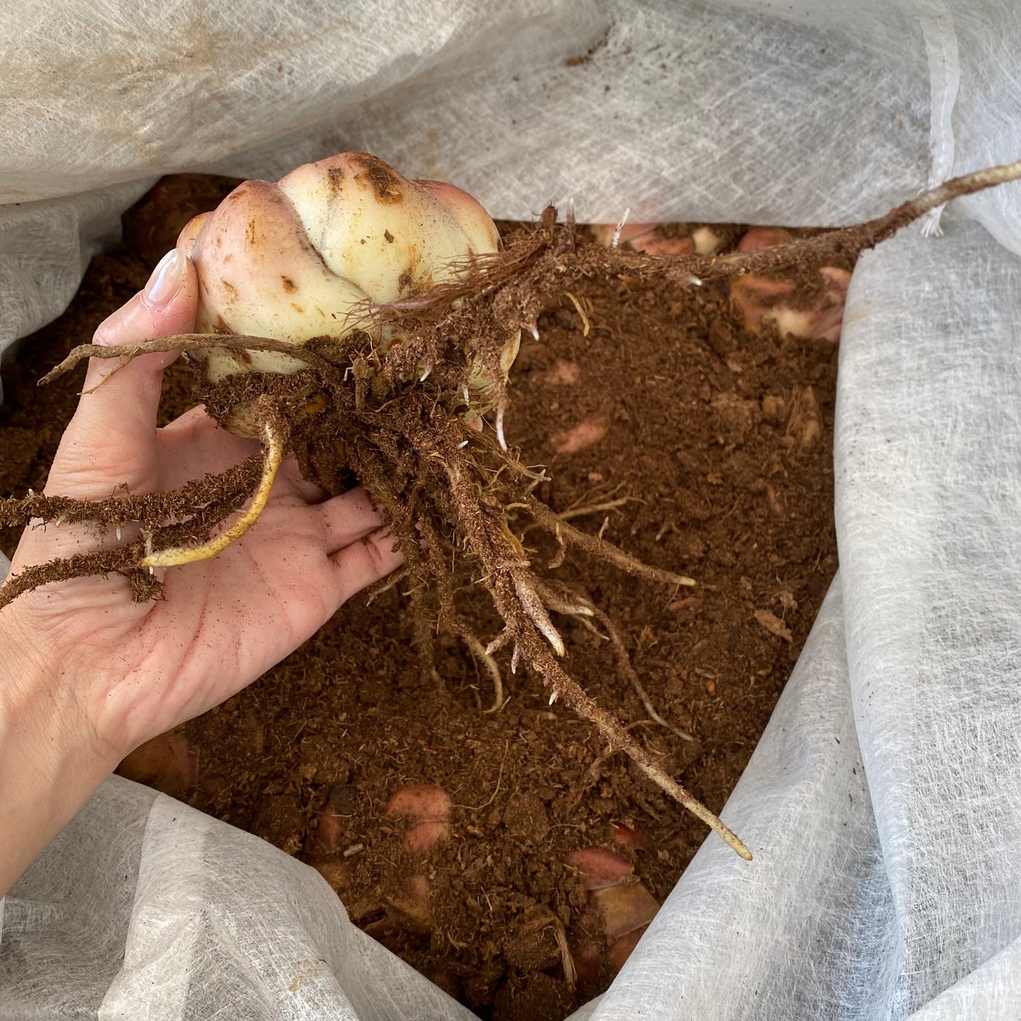 超特大球(茨城県産) ピンクユリ球根(テーブルダンス) 1球