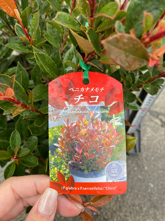 農場創業祭 No.26003 ベニカナメモチ チコ 8号苗ポット
