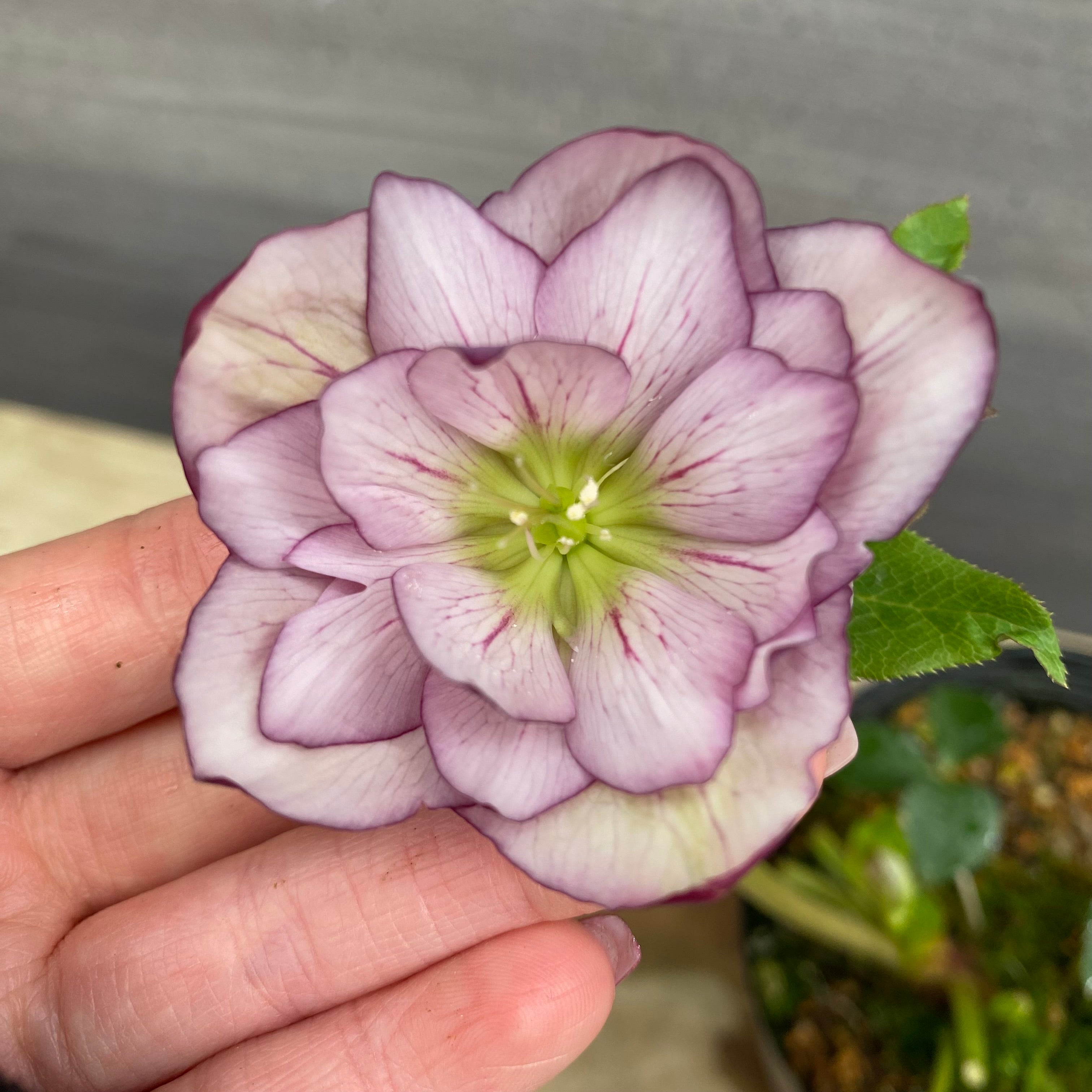 即売会 No.27077 クリスマスローズ ダブル咲き 4.5号苗ポット – 植物家族