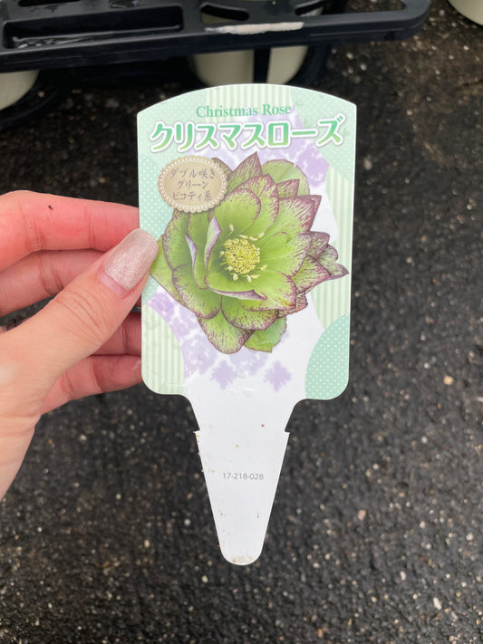 M19 クリスマスローズ ダブル咲き グリーンピコティ系 5号鉢