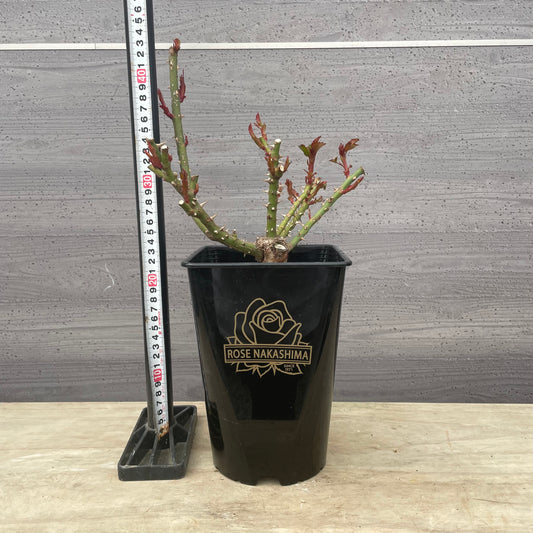 ローズなかしま★フレグランスローズ プリェール 5号鉢