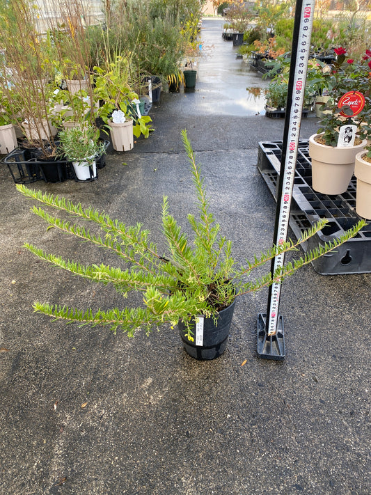 農場創業祭 No.26036 グレビレア イエロードロップ 5号鉢