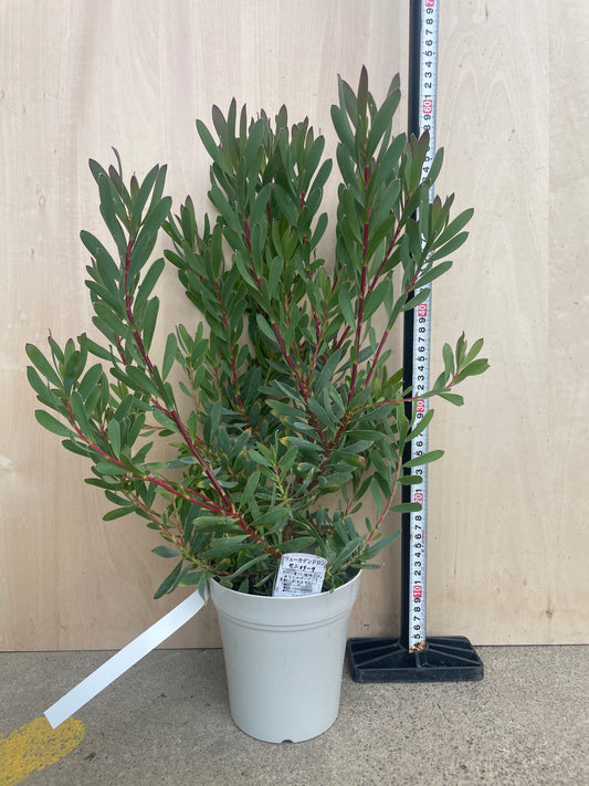 No.15008 リュウカデンドロン セニョリータ 5号鉢