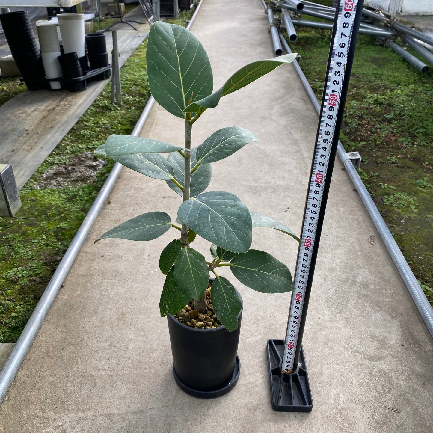 06030 フィカス ベンガレンシス 硬質ポット 受皿付き