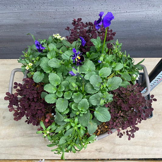寄せ植えL 手つきポットグレー