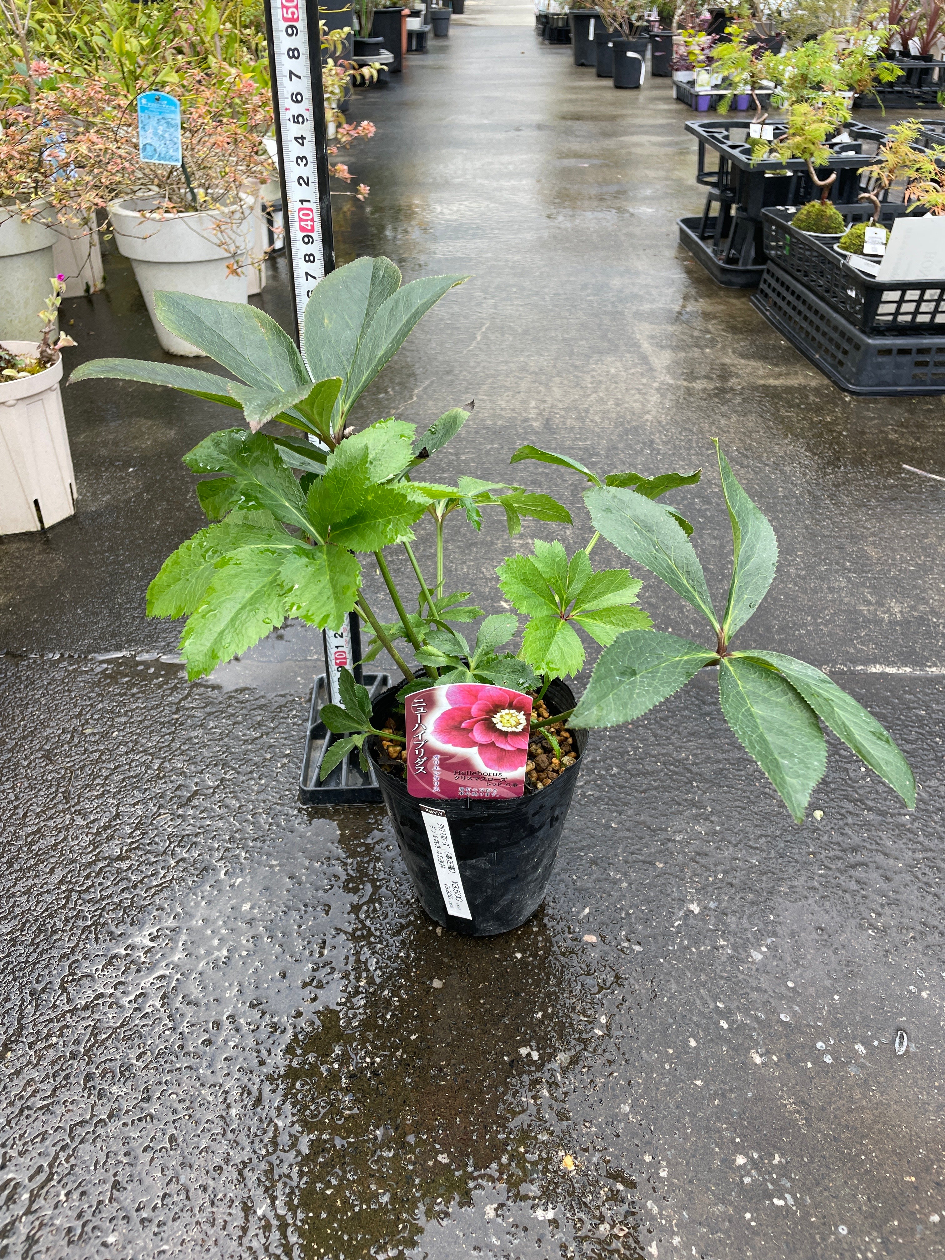 M38 クリスマスローズ レッド八重 4.5号苗ポット – 植物家族