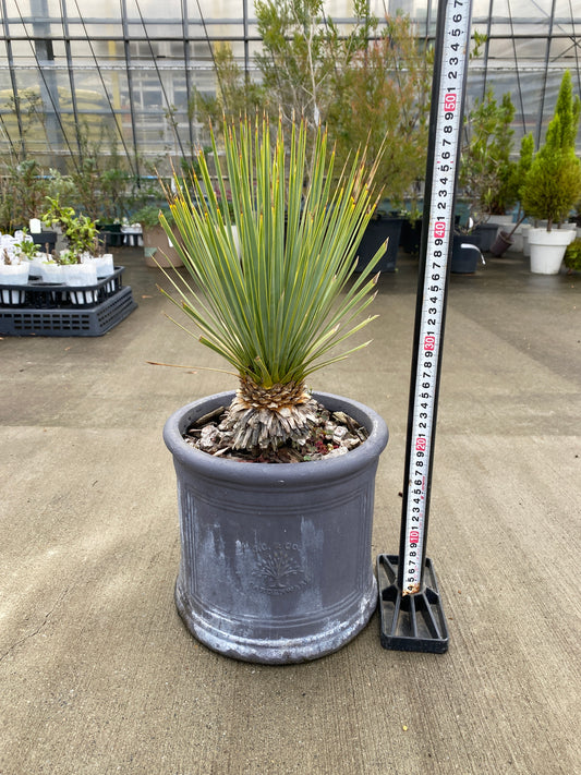農場創業祭 No.26064 ユッカ ロストラータ 陶器鉢