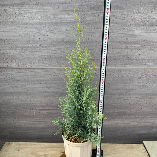 サルフレア 6号スリット鉢/オリジナル色