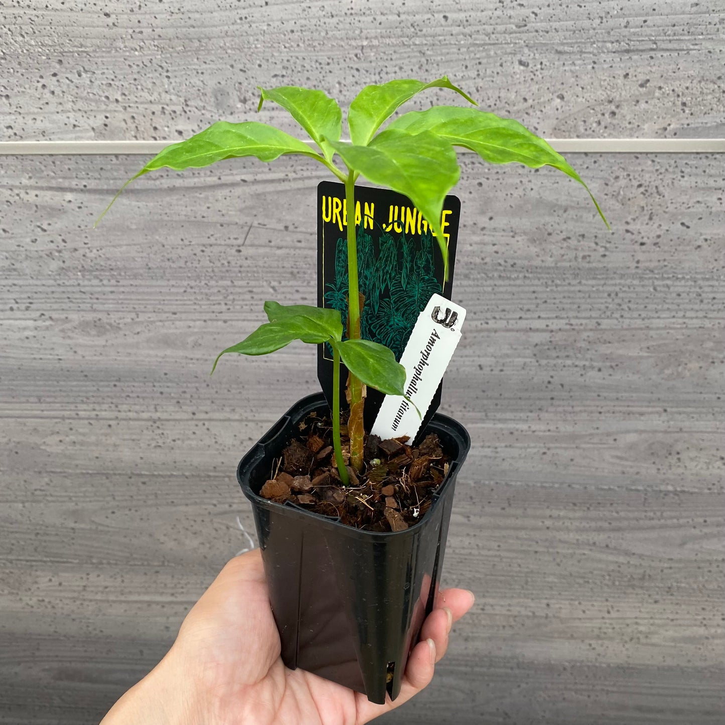 urbanjungle商品 アモルフォファルス ティタヌン ショクダイオオコンニャク 3号鉢