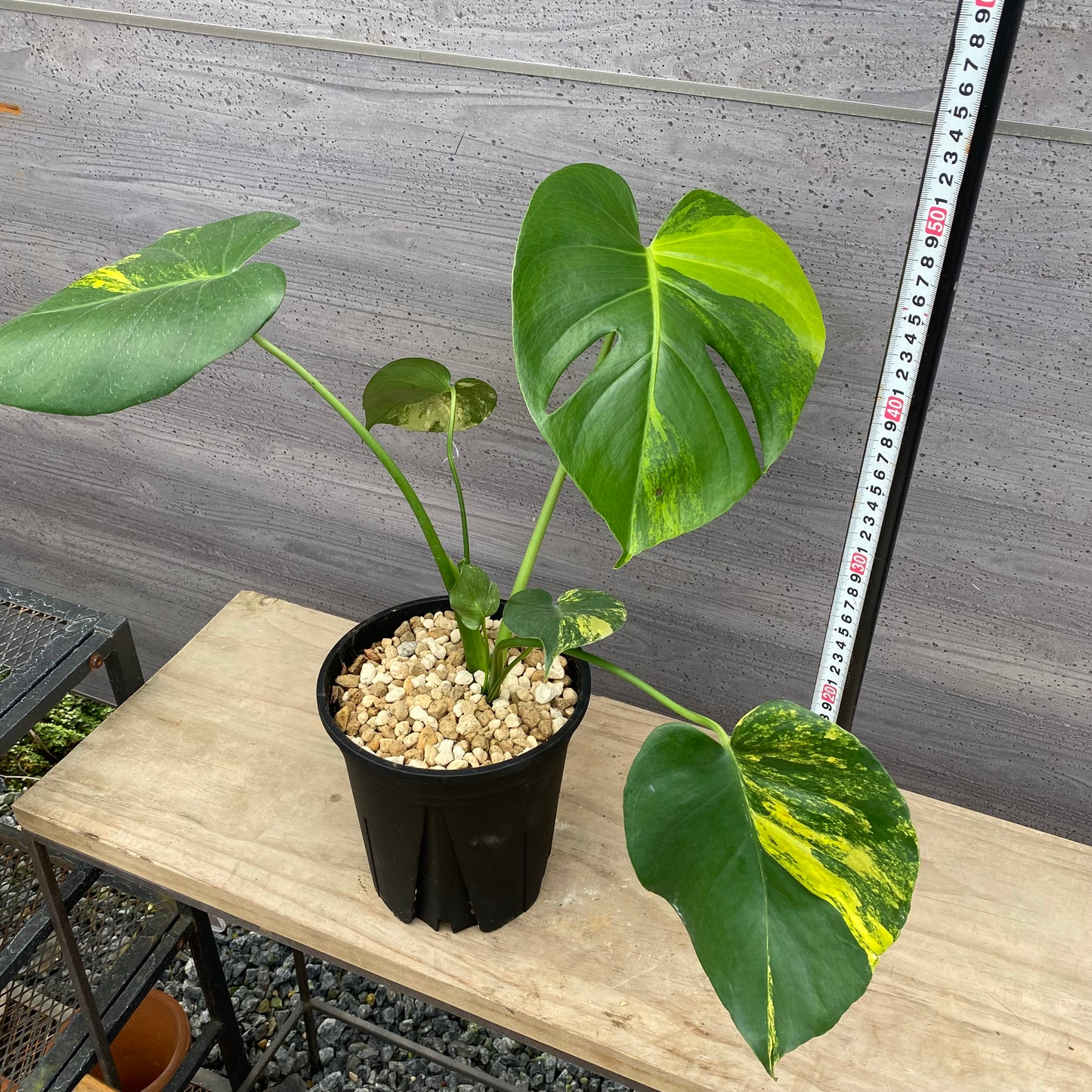 モンステラ イエローマリリン No.2 黒ポット