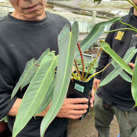 URBAN JUNGLE特集★U21 フィロデンドロン スピリタスサンクティー 3.5号鉢